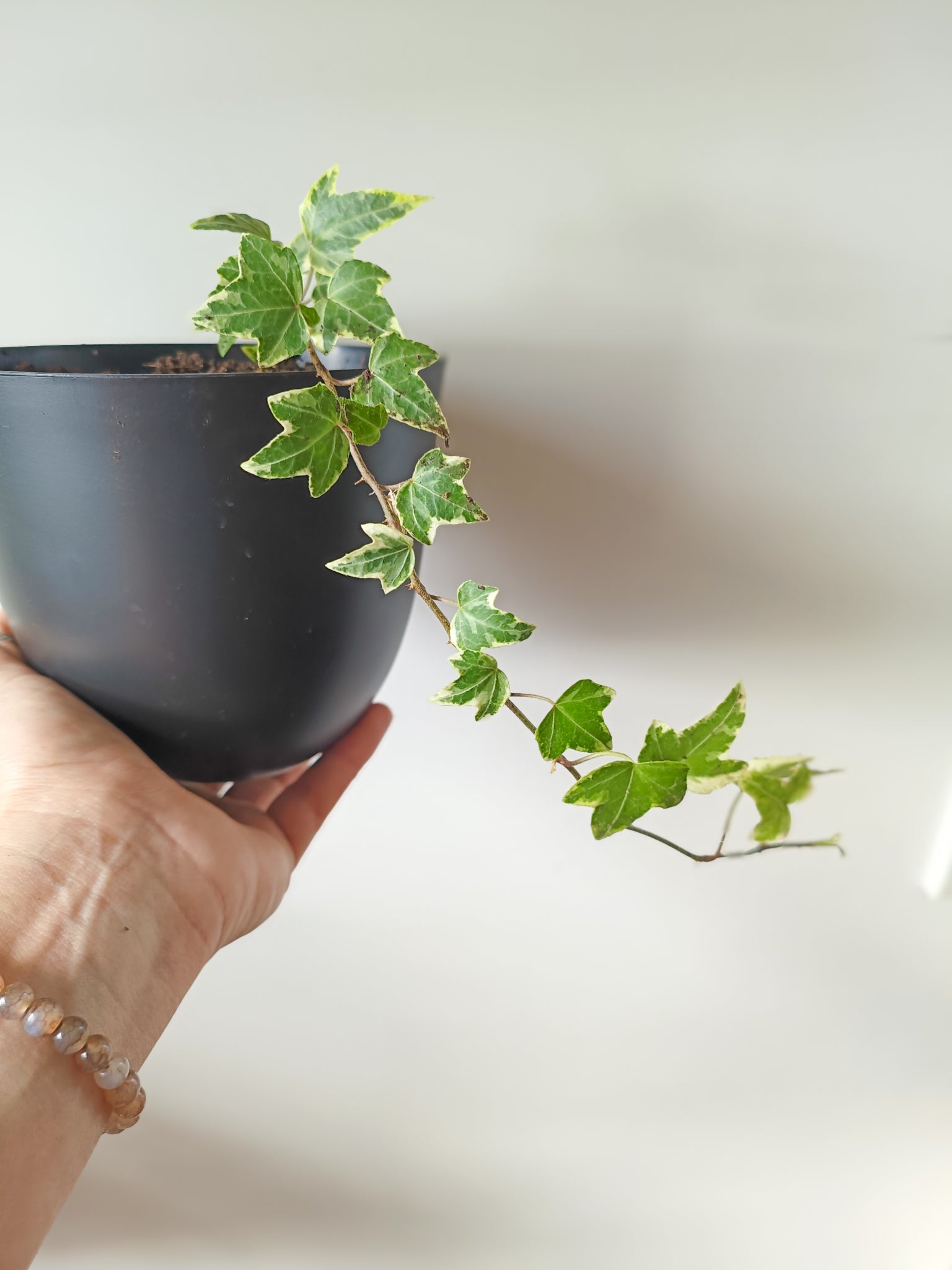 English Ivy | Indoor Plant – Koa Kandles